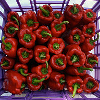 Beliebtes Gemüse am Balkan: Rote Paprika
