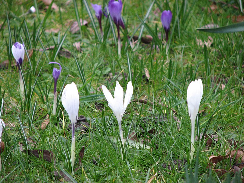 File:Regents park - early spring (2326707275).jpg