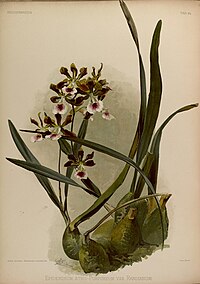 plate 94 Epidendrum atropurpureum var. randii Encyclia randii