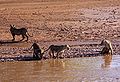 Lionnes à la rivière Ewaso Ngiro dans la Réserve nationale de Samburu