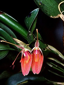 Restrepia sanguinea Orchi 01.jpg