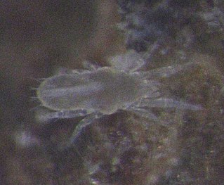 Rhagidiidae Family of mites