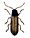 Rhagonycha.testacea.-.calwer.27.15.jpg