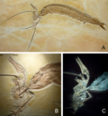 Thumbnail for Paleobiota of the Solnhofen Formation