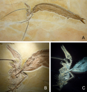 Fossil specimen WDC CSG 255, including a Rhamphorhynchus with a Leptolepides fish trapped in the pharynx and caught in the jaws of an Aspidorhynchus Rhamphorhynchus and Aspidorhynchus.png