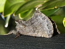 Rhegmatophila alpina2.jpg