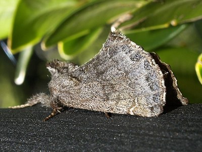 Rhegmatophila alpina