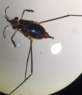 <i>Rheumatobates</i> Genus of true bugs