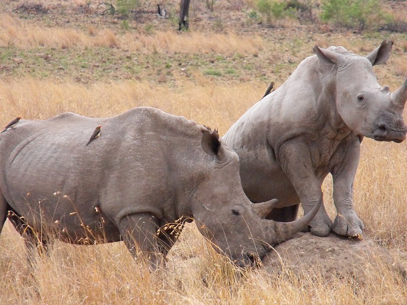 File:Rhinos Pilanesberg 2.jpg