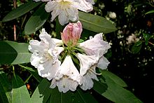 Rhododendron discolor (Rhododendron fortunei subsp. Discolor) - Botanická zahrada VanDusen - Vancouver, BC - DSC07336.jpg