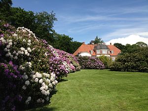 Rhododendron på Balderup.