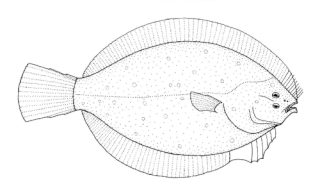 Black flounder species of fish