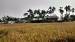 Rice field with houses in Hattikilla