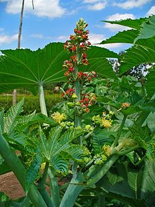 Ricinus communis Inflorescence with red female flowers at the top and yellow male flowers below.