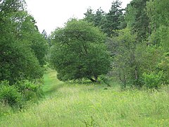 Plimbare în rezervația naturală Warburg - geograph.org.uk - 1419851.jpg