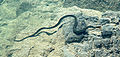 A swimming Gras Snake