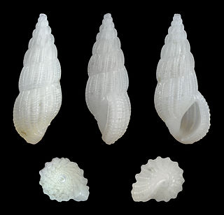 <i>Rissoina bruguieri</i> Species of gastropod