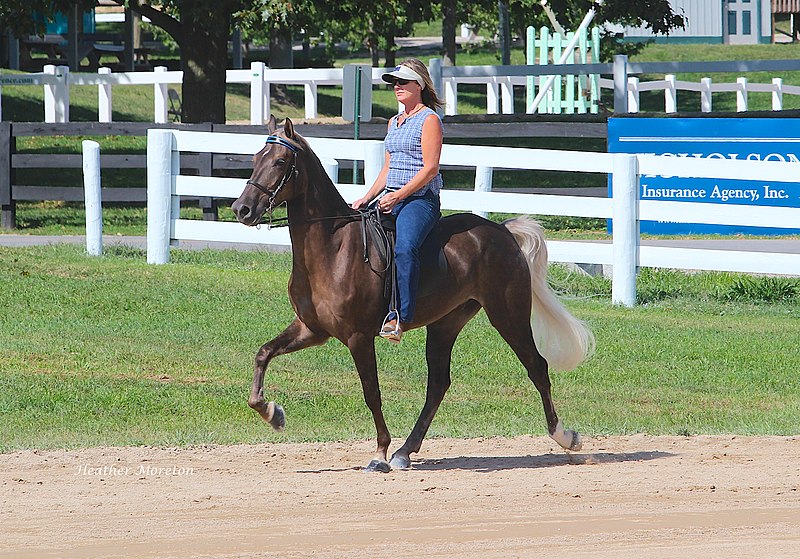 File:Rocky Mountain Horse (7998163206).jpg