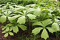 Rodgersia podophylla 1. JPG