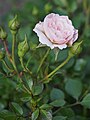 Rosa 'Św. Tereska', Róża 'Św. Tereska', 2019-05-26