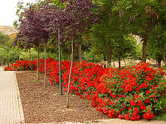 'La Sevillana' en el "Parque de la Rincona" en Puertollano.