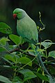 Alexandrine parakeet (Parrot)