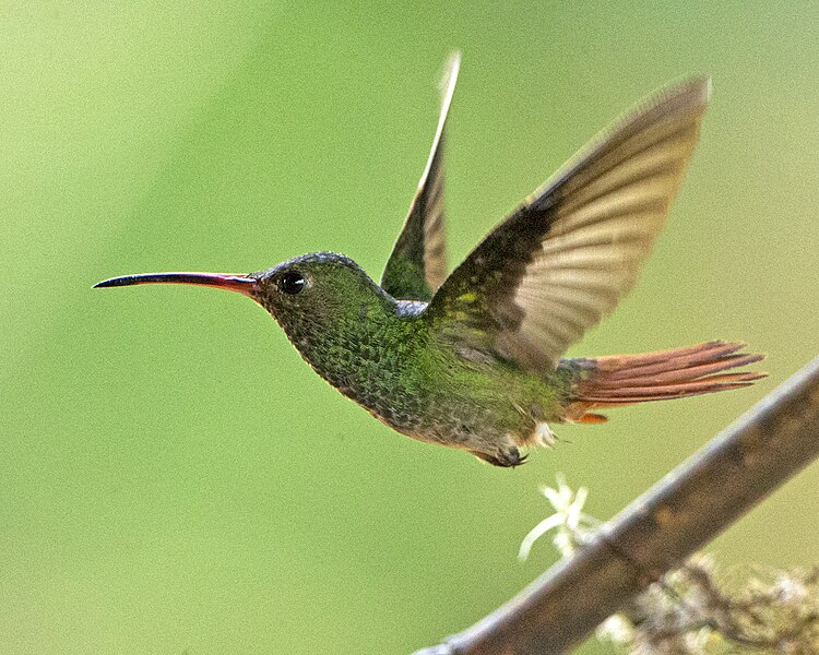 File:Rufous-tailed Hummingbird (Amazilia tzacatl) (19404501604).jpg