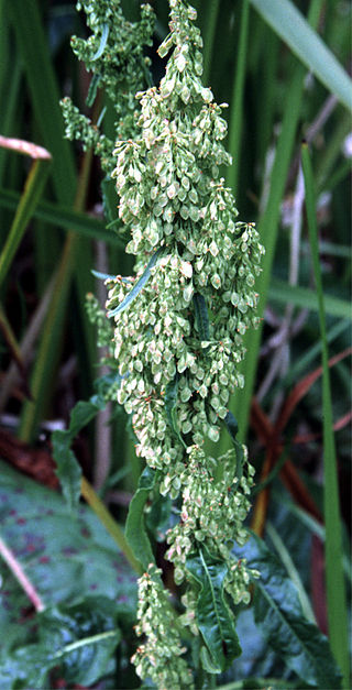 <i>Rumex occidentalis</i> Species of flowering plant