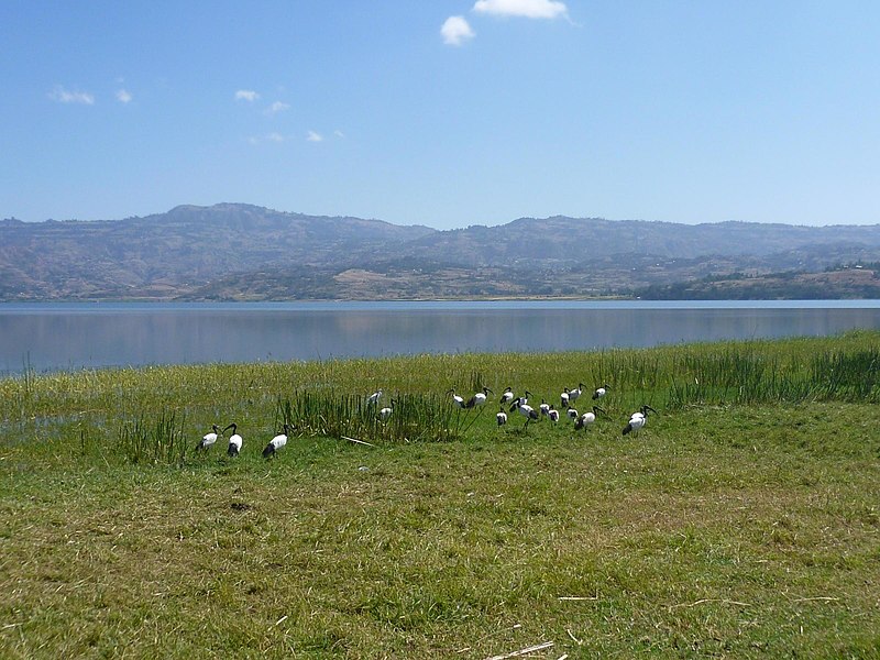 File:Sacred African ibis Lake Haqk Ethiopia.jpg