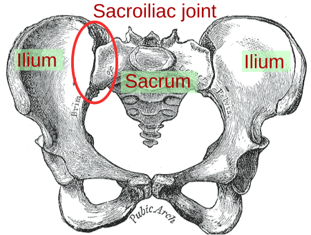 File:Sacroiliac joint.svg