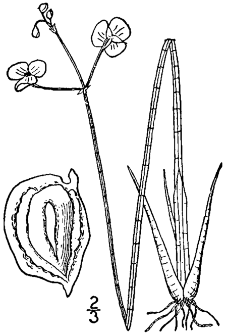 Sagittaria teres drawing.png