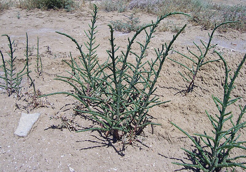 File:Salicornia europaea baku 2006.jpg