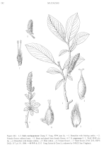 Vignette pour Salix argyracea