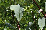 Thumbnail for Salix phylicifolia