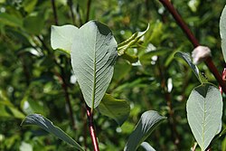 Salix phylicifolia Kiiltopaju I9679 C.JPG