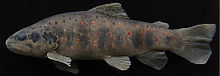 Salmo kottelati - laki, 208 mm (Turki, Antalya Province, Alakir Stream) - Paratype FFR 03181.jpg