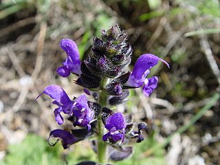 <i>Salvia verbenaca</i> Species of flowering plant