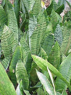 Sansevieria - Wikipedia, la enciclopedia libre