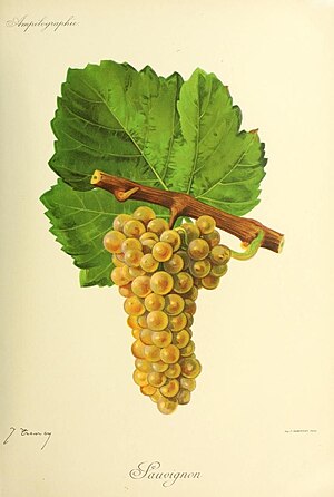 Sauvignon - Ampélographie.jpg