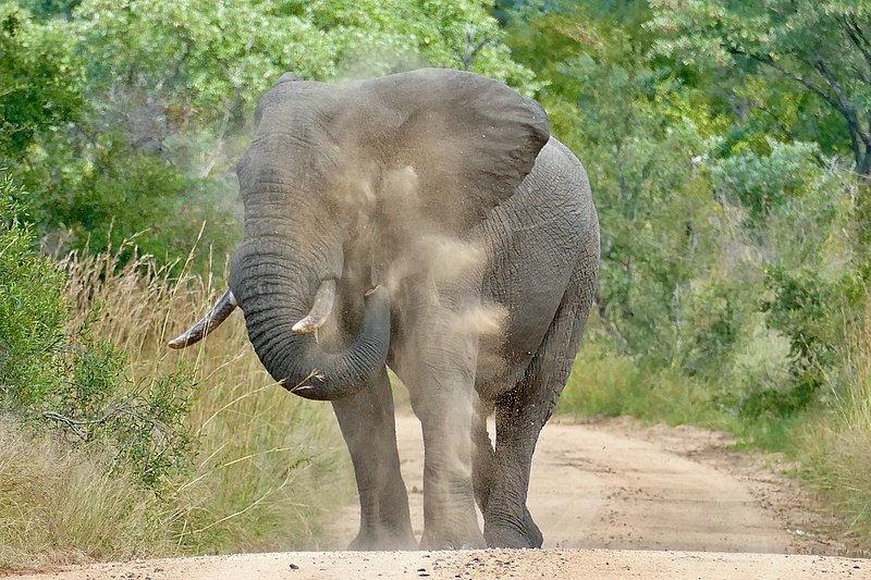 File:Savanna Elephant (Loxodonta africana) dusting itself ... (51989216569).jpg