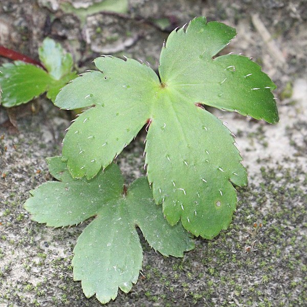 File:Saxifraga fortunei var. suwoensis (leaf s4) - cropped.jpg