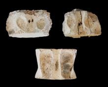 Scanisaurus sp. neck (üst) ve alt sırt (alt) vertebrae.png