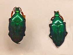 Scarab - Pseudochalcothea auripes.JPG