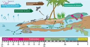 Insecte: Étymologie, Évolution, Systématique