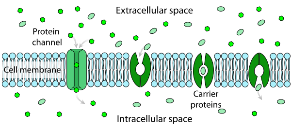 facilitated diffusion animation