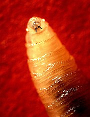 Larva de mosca causante de miasis.