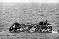 岩礁の上に乗るニホンアシカ（1934年6月）