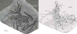 <i>Seazzadactylus</i> Genus of austriadraconid pterosaur from the Late Triassic