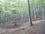 Català: Fotos preses en una excursió al "mendizaleen ibilbidea" o camí dels muntanyencs, un itinerari des del centre d'informació que hi ha al coll d'Urbasa fins a la carena sobre la Sakana. La major part transcorre per fagedes i part del primer tram coincideix amb un itinerari adaptat. Euskara: Mendizaleen ibilbidea, Urbasa mendebaldean.