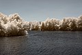 Français : La Saône, Seurre (Côte d'Or, Bourgogne, France) photographié avec un filtre infrarouge 720 nm. Català: La Saona, Seurre (Costa d'Or, Borgonya, França) fotografiat amb un filtre infraroig 720 nm. Español: La Saona, Seurre (Côte d'Or, Borgoña, Francia) fotografiado con un filtro infrarrojo 720 nm.